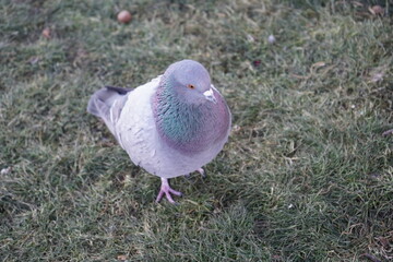 pigeon on the grass
