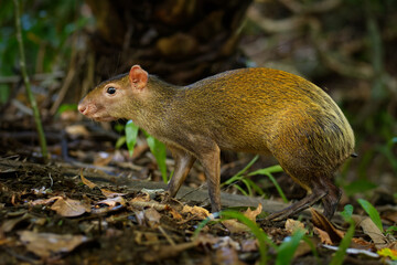 Central American agouti - Dasyprocta punctata brown mammal, rodent from the family Dasyproctidae, its range is from Mexico through Central America to Ecuador, Colombia and western Venezuela