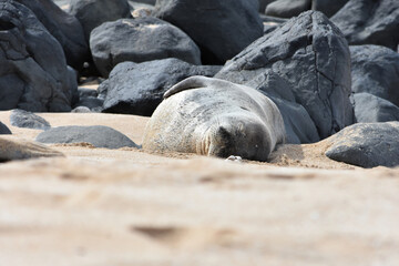 Endangered Hawaiian Monk Seal on Ho'okipa Beach, Maui, Hawaii