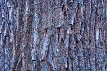 old wood texture