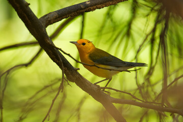 Prothonotary warbler - Protonotaria citrea small yellow songbird of the New World warbler family, the only member of the genus Protonotaria, bird on the branch in Costa Rica, Central America