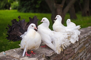 White doves in nature.