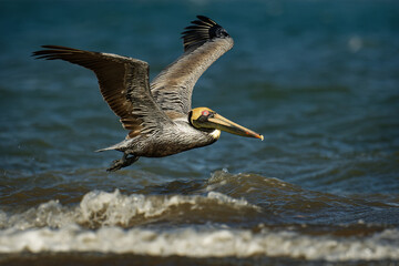 Brown pelican - Pelecanus occidentalis big bird of the pelican family, Pelecanidae, feed and hunt by diving into water. Flying and fishing, kamikaze to the water from the flight, blue sea and waves