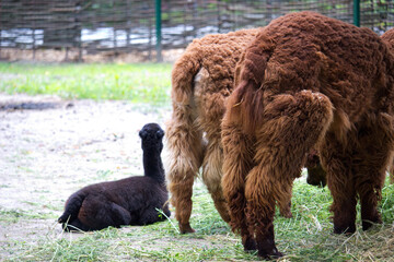 Llama in the open aviary in summer day