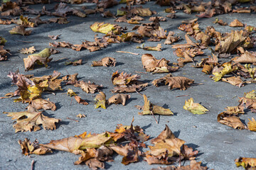 Autumn leaves fallen in November