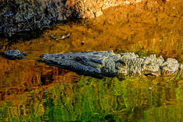 Naklejka premium American Crocodile, Rio Tercoles, Carara National Park, Costa Rica
