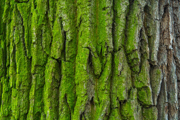 bark of a tree