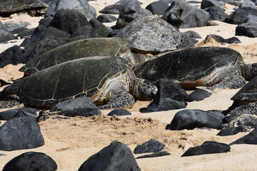 Hawaiian Green Turtle