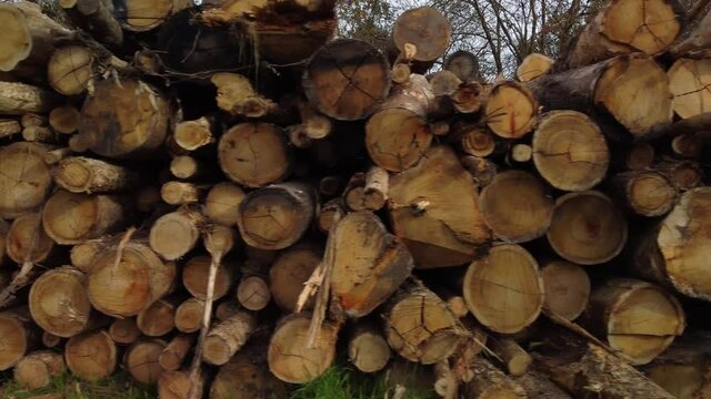 Piled eucalyptus tree logs in forest. Stacks of cut wood. Wood logs, timber logging, industrial destruction. Forests illegal disappearing. Illegal deforestation.
