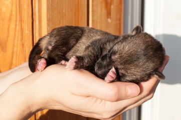 Little newborn puppy in female hands