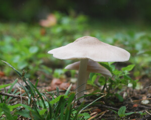 mushroom