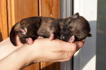 Little newborn puppy in female hands