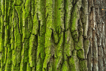 tree background