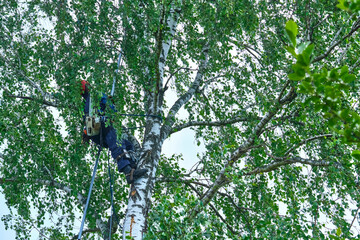 Fototapeta premium russia 2020. An arborist cutting a tree with a chainsaw. color