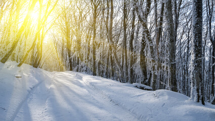 rural road in the snowbound forest in a light of sun, winter outdoor countryside background