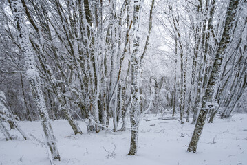 winter forest in a snow, natural season background