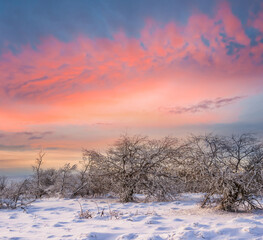 forest in a snow at the dramatic sunset