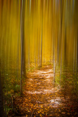 Naklejka premium Blurry trees surrounding a path in the woods