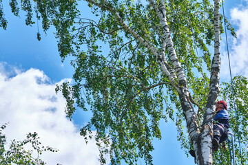 Arborist in safety gear trims a birch tree against a bright blue sky with lush green foliage.