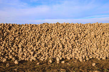 Freshly harvested sugar beets lie in a large heap on the ground against a cloudy sky