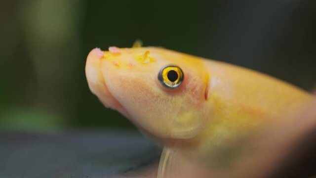 Close up of Chinese algae eater (Gyrinocheilus aymonieri) in aquarium. Fishkeeping concept.