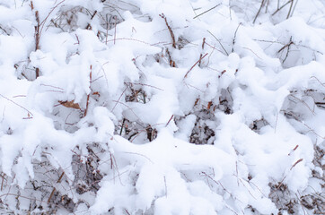 Dry grass and branches of shrubs covered with snow in the Park. Winter and new year's concert. Texture of falling snow. Close up with place for text.