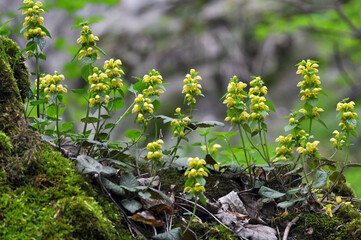 In spring, yellow deaf nettle (Lamium galeobdolon) blooms in the forest