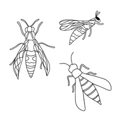 Wasp insect set simple outline isolated vector illustration in hand drawn doodle style