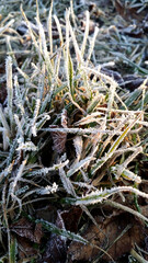 The first frosts, frost in the garden on plants, frost on the flora and grass, as well as flowers and trees. gardening and cold