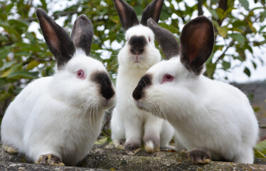  Californian breed rabbits