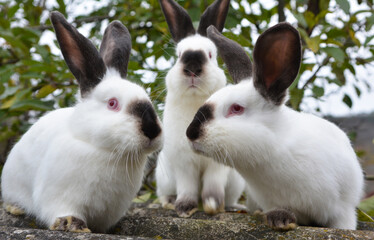 Obraz premium Californian breed rabbits