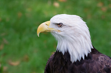 bald eagle profile