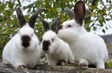  Californian breed rabbits