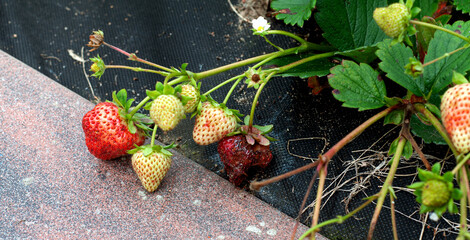 Anthracnose disease affecting a ripe strawberry fruit