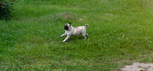 Obraz na płótnie Canvas Happy funny pug dog is running on the grass at sunny. Open Mouth. Tongue Out.