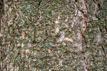 bark of tree