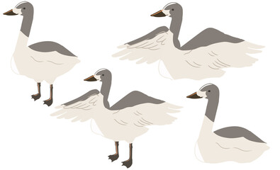 オオハクチョウ　幼鳥(線無し)