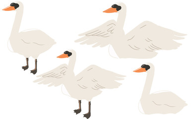 コブハクチョウ(線無し)