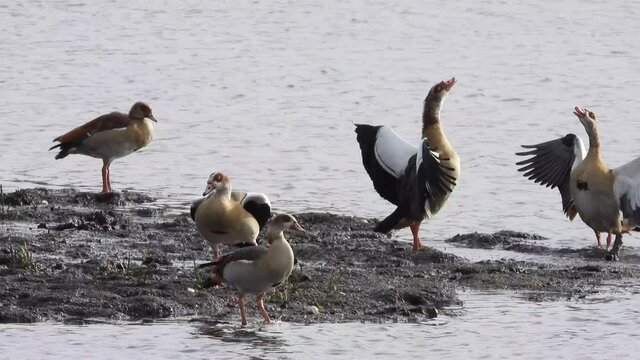 Kormoran und Nilgans