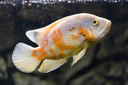 Oscar fish, Astronotus ocellatus. Tropical freshwater fish in aquarium. tiger oscar, velvet cichlid.fish from the cichlid family in tropical South America, most popular cichlids in the aquarium hobby