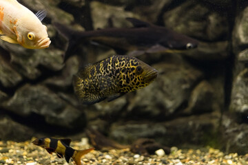 Managuense cichlid or Jaguar (Parachromis managuensis). Large cichlids in the aquarium.