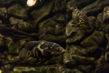 Managuense cichlid or Jaguar (Parachromis managuensis). Large cichlids in the aquarium.