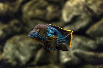 Acara. Turquoise acara in the aquarium