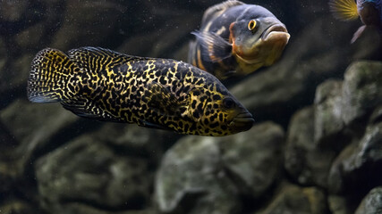 Managuense cichlid or Jaguar (Parachromis managuensis). Large cichlids in the aquarium.