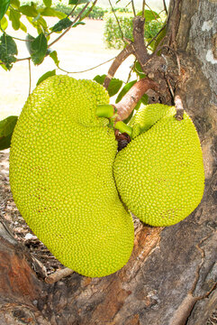 ジャックフルーツ Images Browse 42 Stock Photos Vectors And Video Adobe Stock