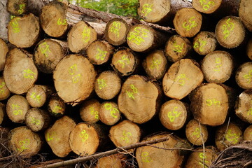 Holz im Wald gestapelt