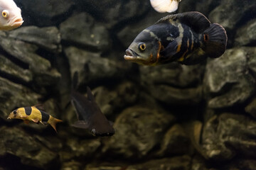 Oscar fish, Astronotus ocellatus. Tropical freshwater fish in aquarium. tiger oscar, velvet cichlid.fish from the cichlid family in tropical South America, most popular cichlids in the aquarium hobby