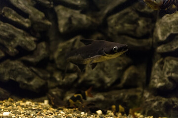 Striped catfish, Iridescent shark (Pangasianodon hypophthalmus) is heavily cultivated for food under the common name swai or Pangasius