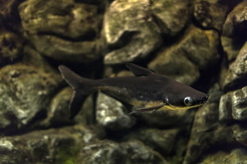 Striped catfish, Iridescent shark (Pangasianodon hypophthalmus) is heavily cultivated for food under the common name swai or Pangasius