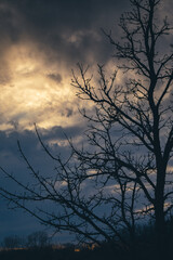 Silhouette of a tree at sunset.